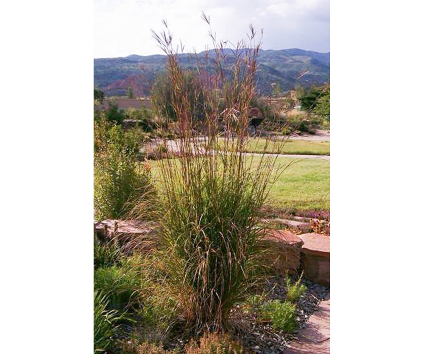 Big Bluestem